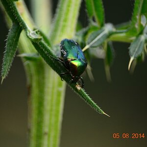 Käfer