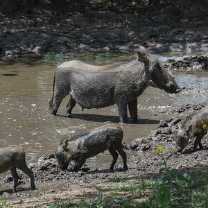 Eine Walzenschwein mit 3 Frischlingen am Wasserloch