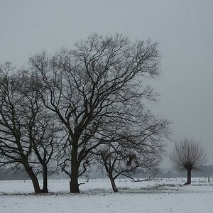 comp Winterweide