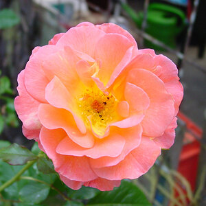 1Rose   Westerland