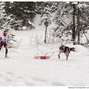 Skijöring im Schneegestöber