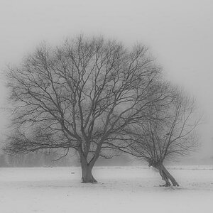 comp Wintzergrau 3