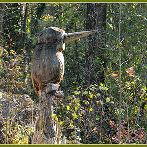 DSC 5764 Eisvogel Holz 1000 R