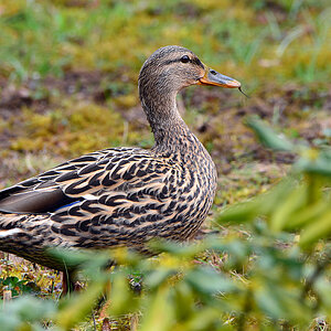 DSC 4427 Stockente