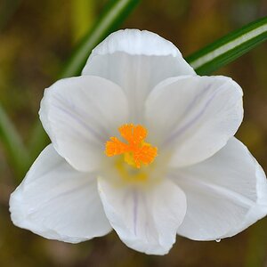 Krokus 032015 6