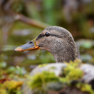 DSC 4412 Ente