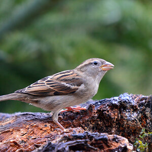 DSC 3412 Spatz
