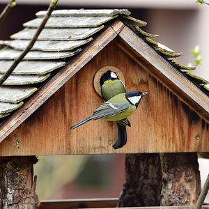 DSC 4652 Nest