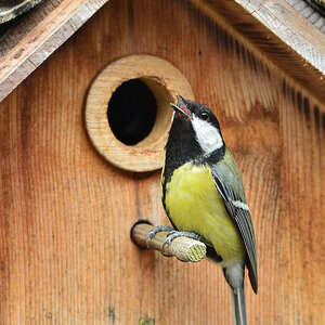 DSC 4655 Nest