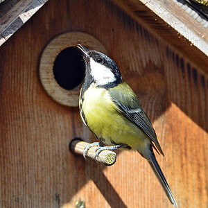 DSC 4664 Nest