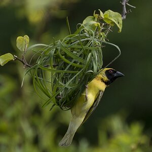 Ein Dorfwebervogel beim Nestbau
