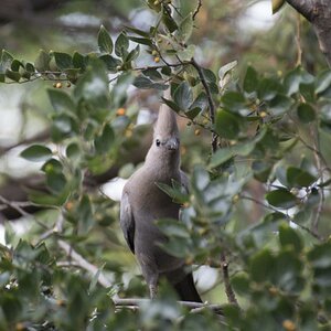 Grauer Schreivogel.