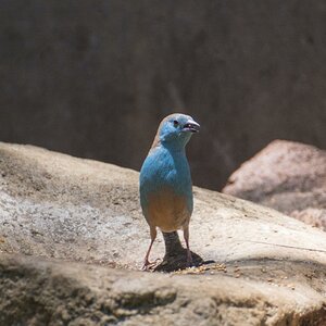 Ein Blaukopfschmetterlingsfink.