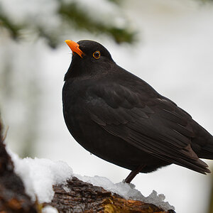 DSC 3661 Amsel