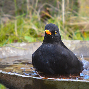 DSC 3377 Amsel