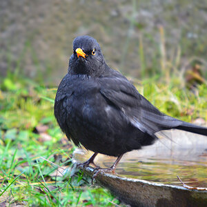 DSC 3381 Amsel