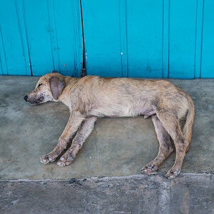schlafender Hund in Iquitos - Peru