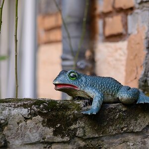 Testfrosch