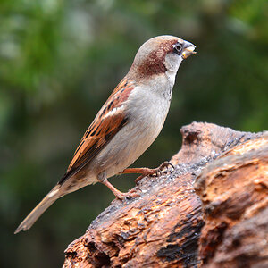 DSC 3431 Spatz