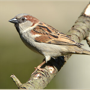 DSC 4907 Spatz