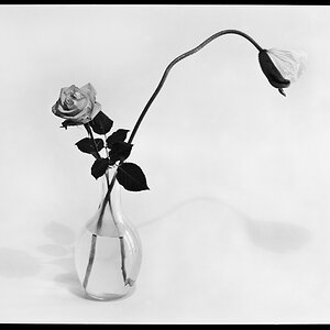 Blume 9x12 1