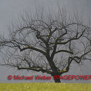 aObstbaum