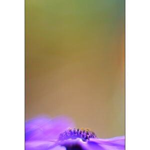 BeetPZ1 5953