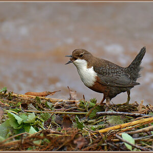 DSC 2247 Wasseramsel 1000