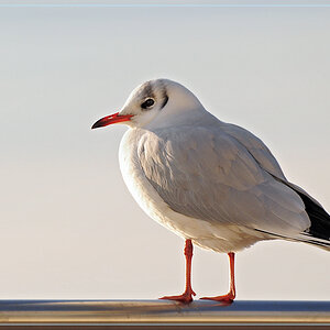 DSC 6059 Möwe 1000 R