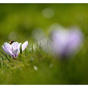 frühling
