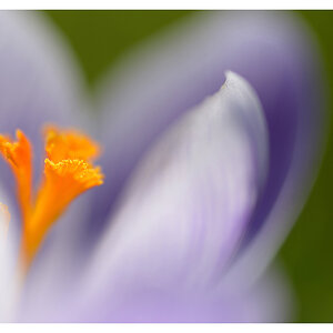 frühling