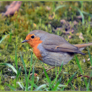 DSC 8366 Rotkehlchen