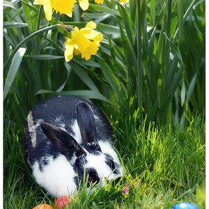 ostern15