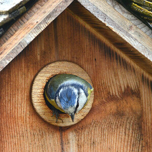 DSC 4532 Nest1