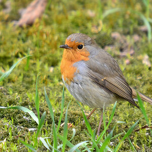 DSC 8368 Rotkehlchen