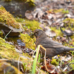 DSC 8360 Amsel