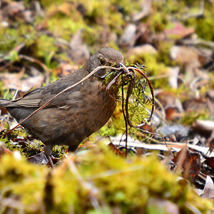 DSC 8362 Amsel