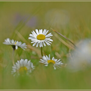 DSC 2202 Gänseblümchen 1000