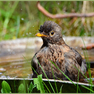 DSC 4798 Amsel
