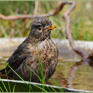 DSC 4800 Amsel