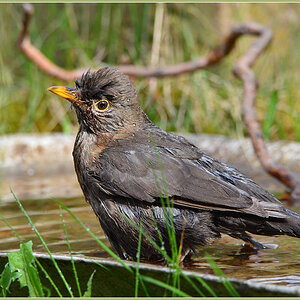 DSC 4801 Amsel