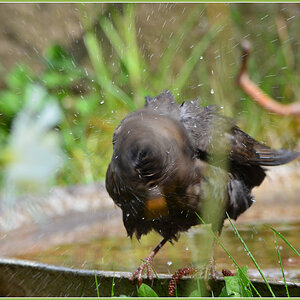 DSC 4804 Amsel