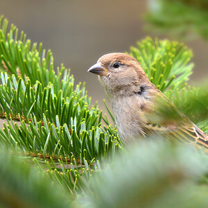 DSC 3469 Spatz