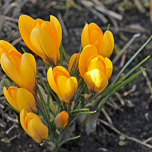 Krokusse am Abend 7004606Ax