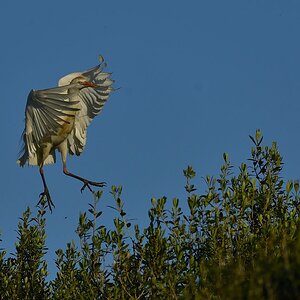 Kuhreiher 2015 05840