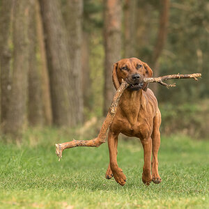 DHM7760