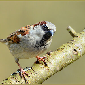 DSC 4470 Spatz