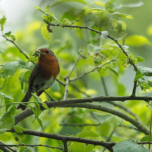 ME SC ME114793
Rotkehlchen
Objektiv: Sigma 150-500 @ 6,3/500
Kamera: Olympus OMD -E-M10
Stativ, manuelle Fokussierung, ohne Beschnitt