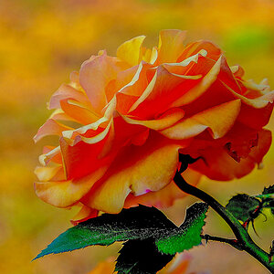 Rose orange