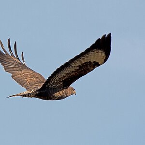 D71 5248 Bussard Vorbeiflug II